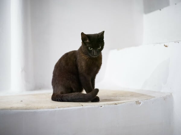 Μεταφυσική της Μυκόνου