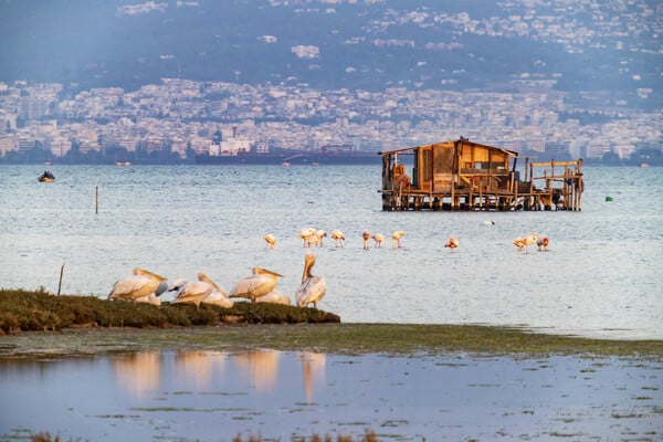 Τι αλλάζει για δάση, ΑΠΕ και Natura: Ένα πακέτο ρυθμίσεων που πυροδοτεί αντιδράσεις