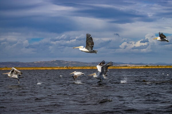 Τι αλλάζει για δάση, ΑΠΕ και Natura: Ένα πακέτο ρυθμίσεων που πυροδοτεί αντιδράσεις