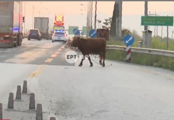 ΑΓΕΛΑΔΑ ΕΘΝΙΚΗ ΟΔΟΣ ΘΕΣΣΑΛΟΝΙΚΗ