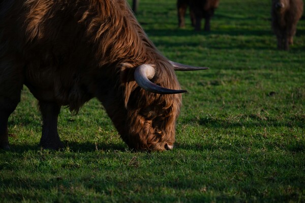ΛΕΣΒΟΣ ΑΦΘΩΔΗΣ ΠΥΡΕΤΟΣ ΜΕΤΡΑ ΣΤΗΡΙΞΗΣ ΜΑΡΓΑΡΙΤΗΣ ΣΧΟΙΝΑΣ