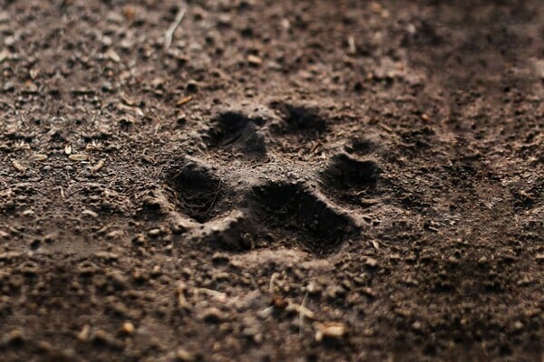 ΣΚΥΛΟΣ ΝΕΚΡΟΣ ΧΑΛΚΙΔΙΚΗ ΔΗΛΗΤΗΡΙΟ 