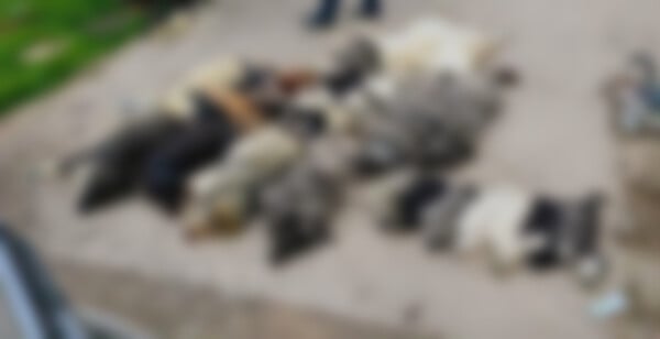 Χαλκιδική: Οργή στον Βάβδο - Νεκρά από δηλητηριασμένα δολώματα 21 σκυλιά