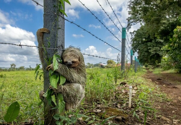 ΒΡΑΔΥΠΟΔΑΣ ΜΗΝΥΜΑ