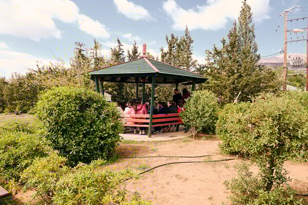 Πέντε χρόνια δράσης της Motor Oil στην Αμυγδαλέζα: Μια πρωτοβουλία για τα ελληνικά δάση