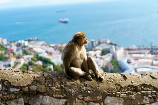 ΜΑΙΜΟΥ ΧΩΜΑ ΕΡΕΥΝΑ ΓΙΒΡΑΛΤΑΡ