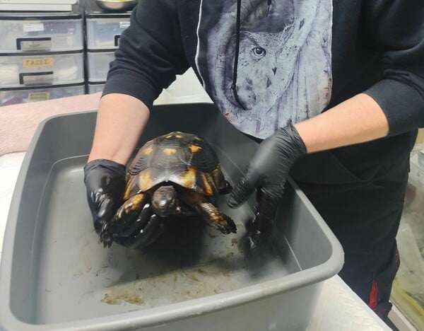 ΧΕΛΩΝΑ ΠΙΣΣΑ 