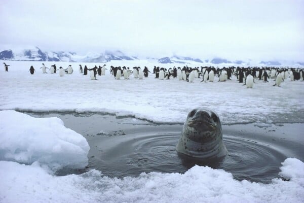 Πέθανε ο Νταγκ Άλαν, ο θρυλικός κάμεραμαν των πολικών ντοκιμαντέρ του Ντέιβιντ Άτενμπορο