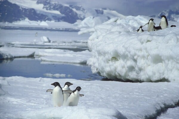 Πέθανε ο Νταγκ Άλαν, ο θρυλικός κάμεραμαν των πολικών ντοκιμαντέρ του Ντέιβιντ Άτενμπορο