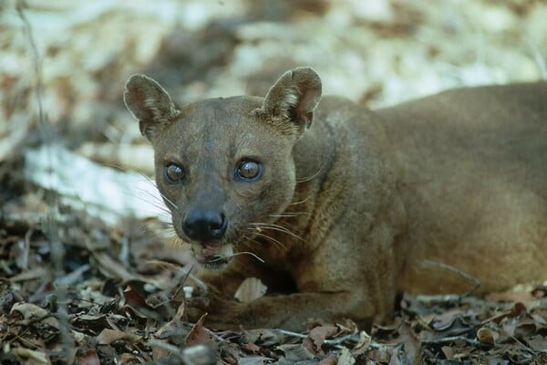 Πέθανε ο Νταγκ Άλαν, ο θρυλικός κάμεραμαν των πολικών ντοκιμαντέρ του Ντέιβιντ Άτενμπορο