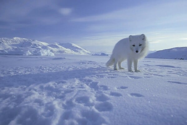 Πέθανε ο Νταγκ Άλαν, ο θρυλικός κάμεραμαν των πολικών ντοκιμαντέρ του Ντέιβιντ Άτενμπορο