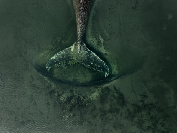 ΦΑΛΑΙΝΑ ΔΙΑΣΩΣΗ ΓΕΡΜΑΝΙΑ