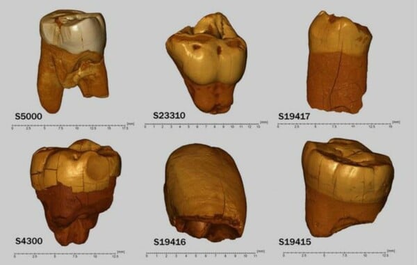 ΝΕΑΝΤΕΡΤΑΛ ΟΙΚΙΣΜΟΣ ΠΟΛΩΝΙΑ ΑΝΑΚΑΛΥΨΗ