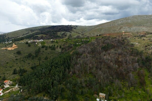 2.000 δέντρα για τη Γη: ΒΙΚΟΣ και we4all δίνουν ξανά ζωή σε Χίο και Βόρεια Εύβοια