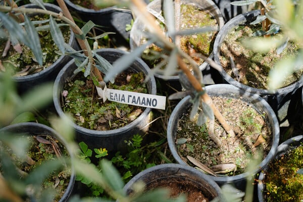 2.000 δέντρα για τη Γη: ΒΙΚΟΣ και we4all δίνουν ξανά ζωή σε Χίο και Βόρεια Εύβοια