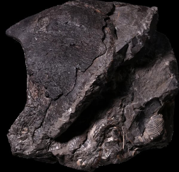 ΧΤΑΠΟΔΙ ΜΕΛΕΤΗ ΘΗΡΕΥΤΗΣ