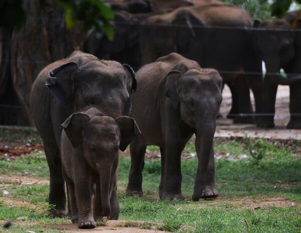 ΕΛΕΦΑΝΤΕΣ ΝΕΚΡΟΣ ΚΥΝΗΓΟΣ ΕΚΑΤΟΜΜΥΡΙΟΥΧΟΣ