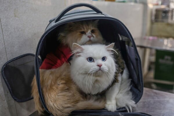 ΓΑΤΕΣ ΦΑΡΜΑΚΟ ΙΑΠΩΝΙΑ ΝΕΦΡΙΚΗ ΝΟΣΟΣ