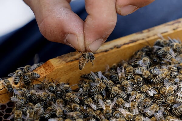 ΜΕΛΙΣΣΕΣ ΑΡΙΘΜΗΤΙΚΕΣ ΠΛΗΡΟΦΟΡΙΕΣ