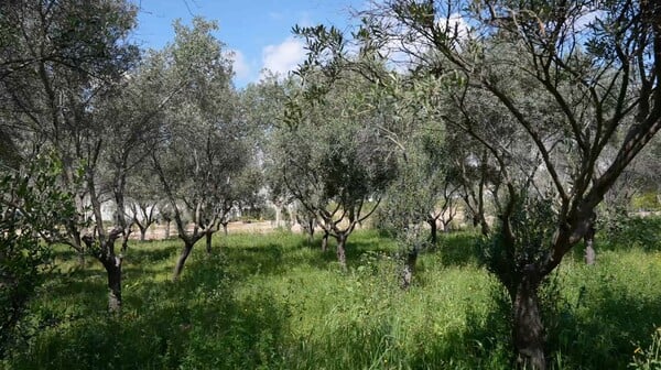 Προχωρούν οι εργασίες για το νέο πάρκο 25 στρεμμάτων στον Ελαιώνα