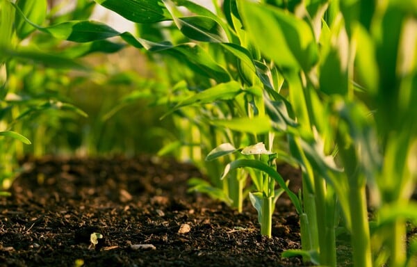 ΛΕΠΤΟΣΠΕΙΡΩΣΗ ΘΑΝΑΤΟΣ ΕΟΔΥ ΨΑΛΤΟΠΟΥΛΟΥ