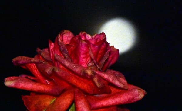 ΠΑΝΣΕΛΗΝΟΣ ΜΑΪΟΥ