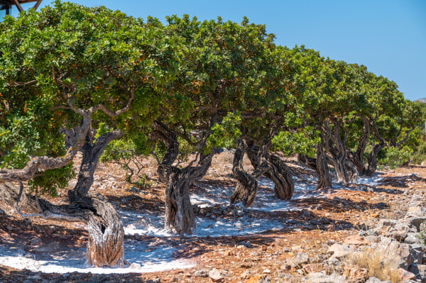 48 ώρες στη Χίο