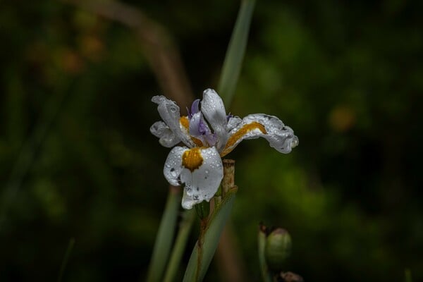 ΚΑΙΡΟΣ ΖΙΑΚΟΠΟΥΛΟΣ ΠΡΩΤΟΜΑΓΙΑ