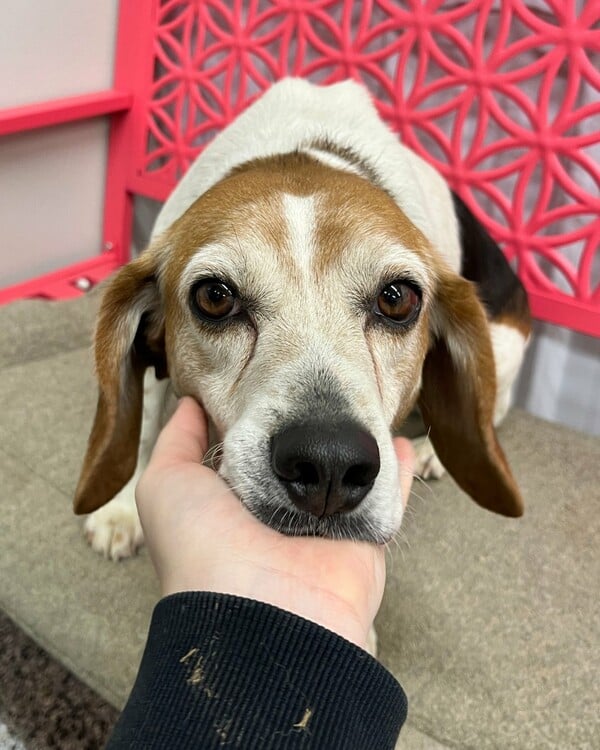 ΗΠΑ BEAGLE ΣΚΥΛΙΑ ΠΕΙΡΑΜΑΤΑ