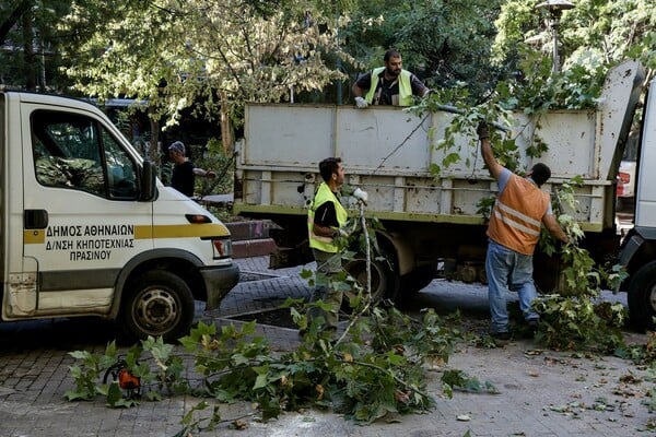 Γιατί πετσοκόβονται οι νεραντζιές