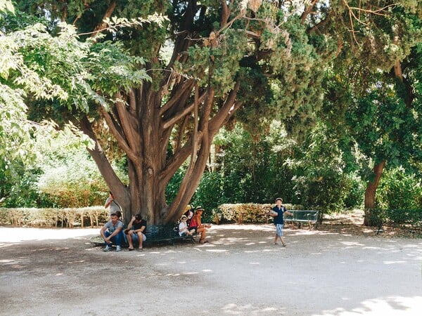 Γιατί πετσοκόβονται οι νεραντζιές