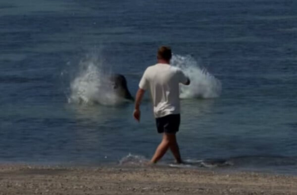ΦΩΚΙΑ ΧΑΒΑΗ ΤΟΥΡΙΣΤΑΣ ΣΥΛΛΗΨΗ