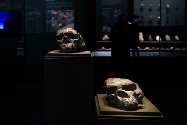 HOMO ERECTUS ΝΤΕΝΙΣΟΒΑΝ ΑΝΑΠΑΡΑΓΩΓΗ ΠΡΟΪΣΤΟΡΙΑ