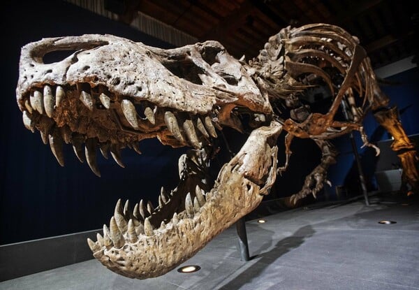 Το μυστήριο με τα μικροσκοπικά χέρια του T. rex ίσως λύθηκε μετά από δεκαετίες