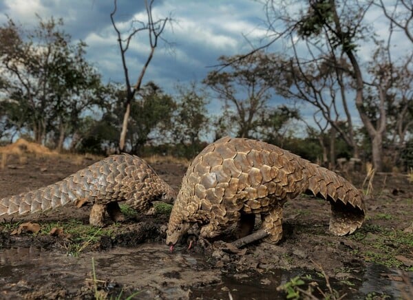 National Geographic: Ποια είναι τα θηλαστικά με τη μεγαλύτερη παράνομη διακίνηση στον κόσμο