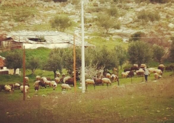 Η Τερψιθέα, από τον Δημήτρη Λαϊνά