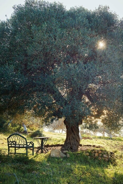 Ένας κήπος ανατολίτικης μέθης και δυτικής λεπτότητας