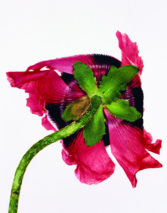 Η μεγάλη αναδρομική έκθεση του Irving Penn στο ΜΕΤ