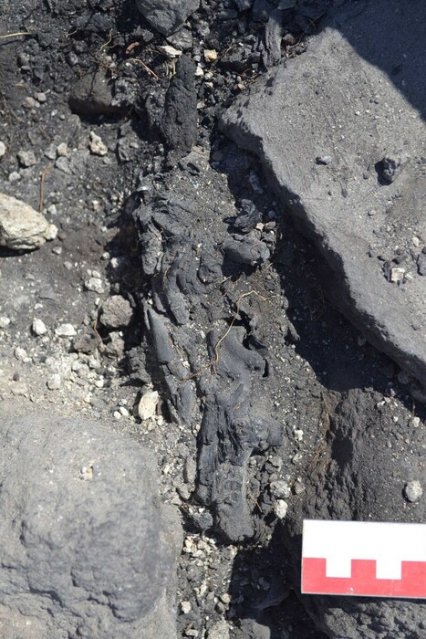 Ένα ξύλο ελιάς που βρήκαν οι αρχαιολόγοι στη Σαντορίνη αλλάζει την ιστορία της έκρηξης του ηφαιστείου