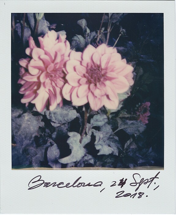 Λουλούδια στο τέλος της μέρας: Οι φθινοπωρινές πολαρόιντ του Βίγκο Μόρτενσεν
