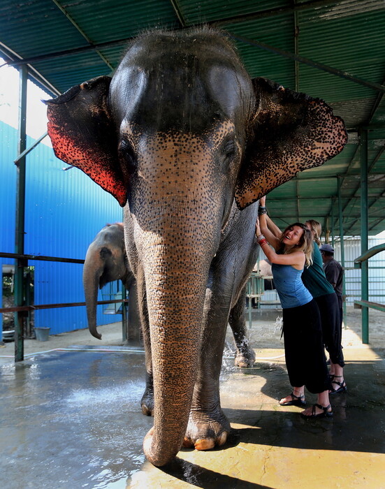 Tο πρώτο νοσοκομείο ελεφάντων της Ινδίας - Ένα μοναδικό καταφύγιο για βασανισμένους γίγαντες