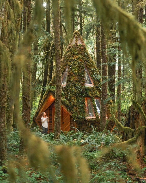 Μια ξύλινη καμπίνα σε σχήμα διαμαντιού καλυμμένη από βρύα στη μέση του δάσους