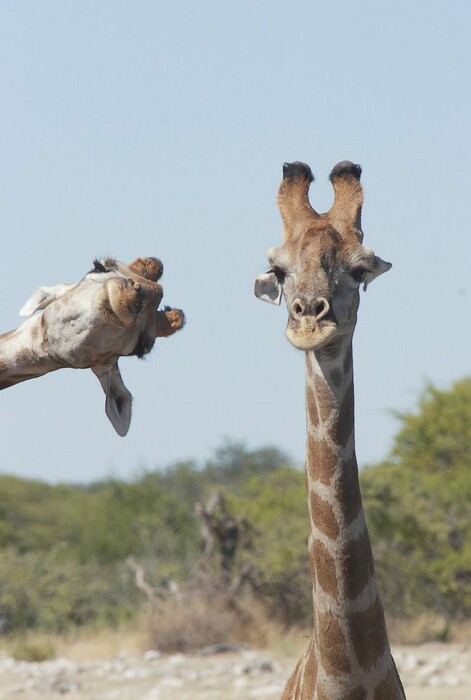 Comedy Wildlife Photography Awards: Τα άγρια ζώα στις πιο αστείες φωτογραφίες τους