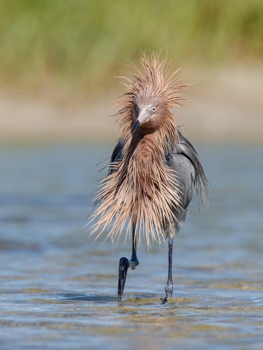 Comedy Wildlife Photography Awards: Τα άγρια ζώα στις πιο αστείες φωτογραφίες τους