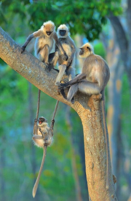 Comedy Wildlife Photography Awards: Τα άγρια ζώα στις πιο αστείες φωτογραφίες τους