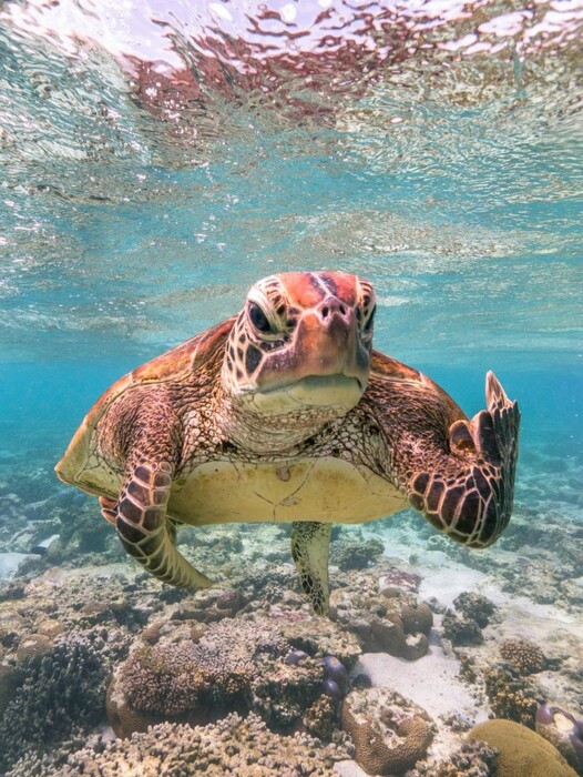 Comedy Wildlife Photography Awards: Τα άγρια ζώα στις πιο αστείες φωτογραφίες τους