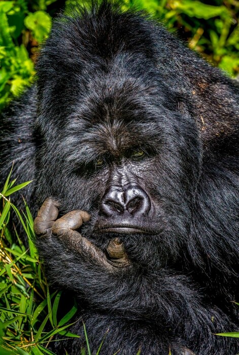 Comedy Wildlife Photography Awards: Τα άγρια ζώα στις πιο αστείες φωτογραφίες τους