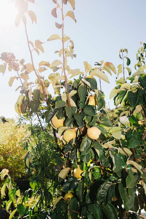 Ένα πρωί με τον Τάσο Μαντή και τον μαστρο-Μπάμπη στο μποστάνι που προμηθεύει τη «Hytra»