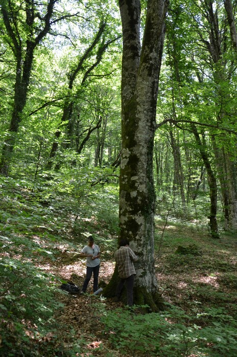 Έρευνα: Τα «ιερά δάση» της Ηπείρου - Πώς ο φόβος έσωσε τις δασικές περιοχές