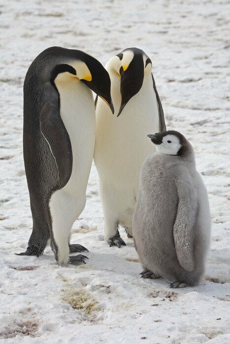 Ανταρκτική: Τα κόπρανα των πιγκουίνων λεκιάζουν τον πάγο, αποκαλύπτοντας στους δορυφόρους άγνωστες αποικίες